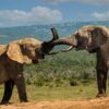 Thumbnail Angama Mara and Amboseli 1_