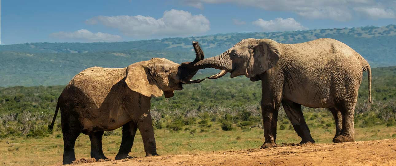 Thumbnail Angama Mara and Amboseli 1_