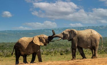 Angama Mara and Amboseli 1_
