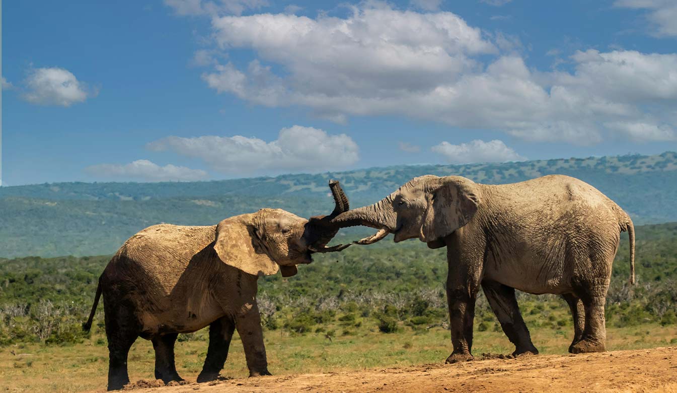 Angama Mara and Amboseli 1_