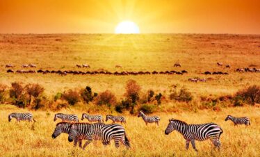 Angama Mara and Amboseli 2