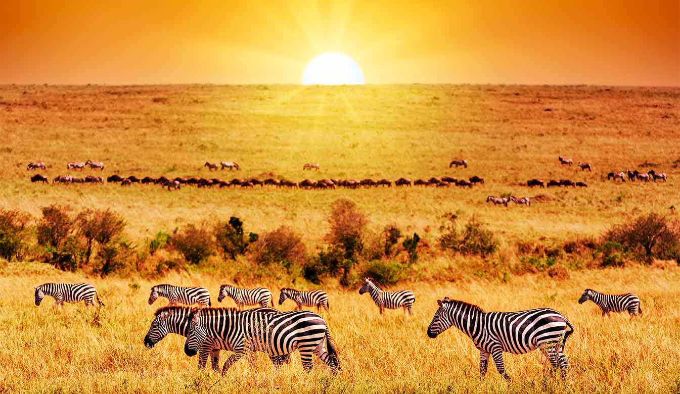 Angama Mara and Amboseli 2