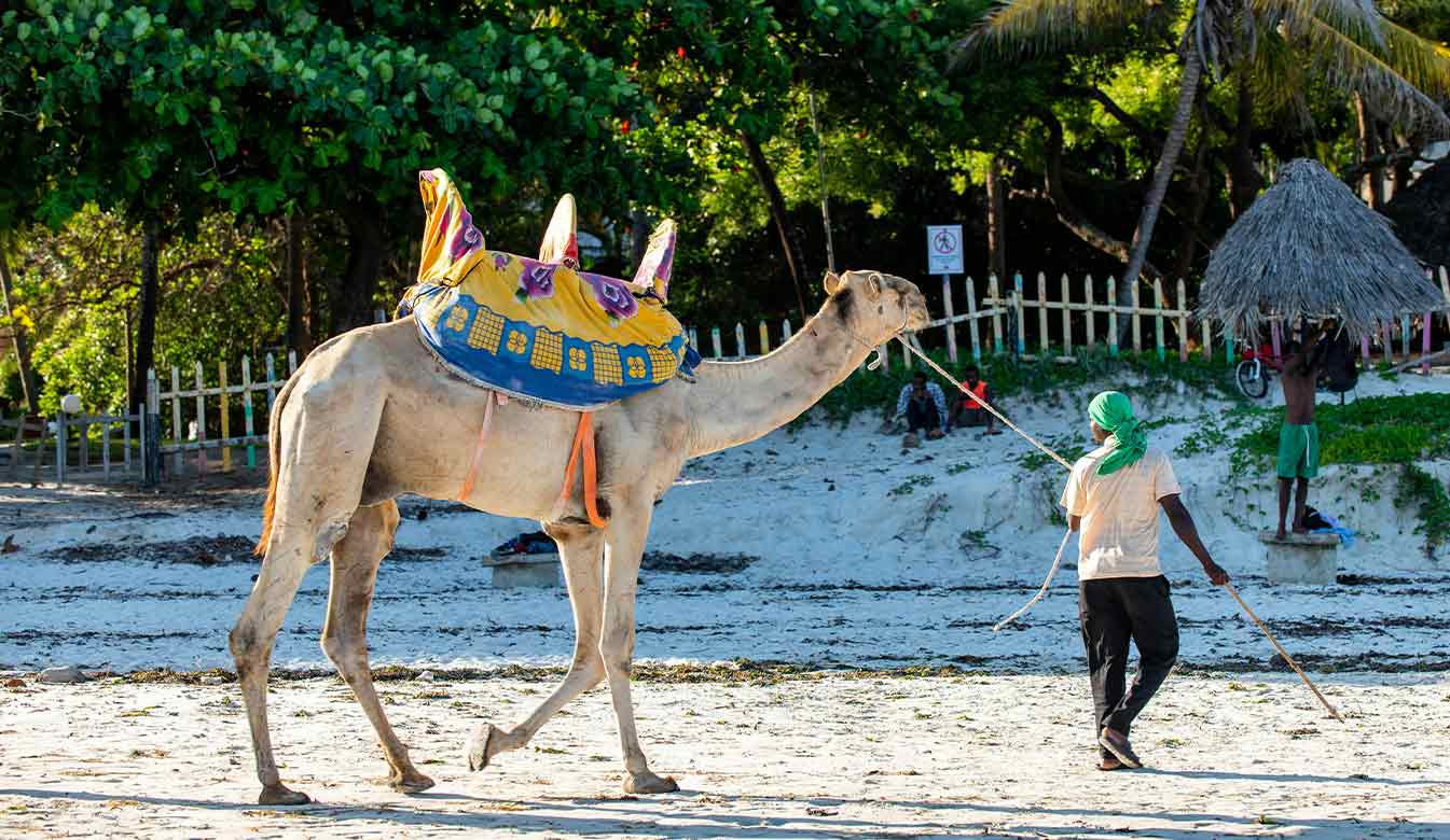 Lamu Jador Travel 1
