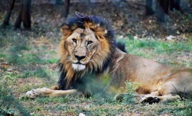 Maasai Mara Jador Travel 1