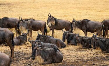 Maasai Mara Jador Travel 2