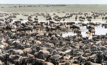 Maasai Mara Jador Travel 3
