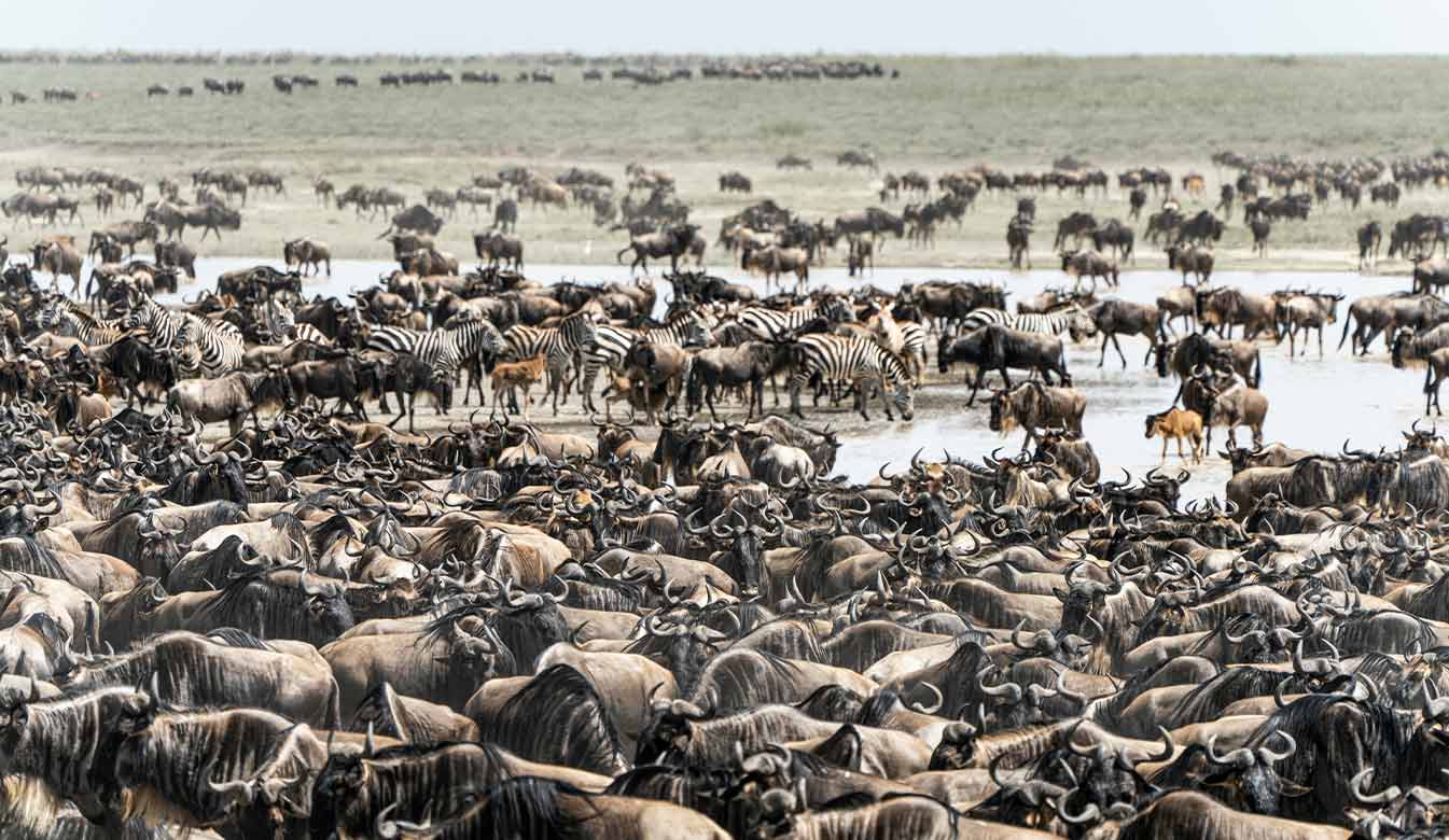 Maasai Mara Jador Travel 3