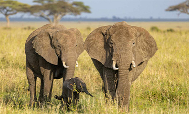 Maasai Mara Jador Travel 4