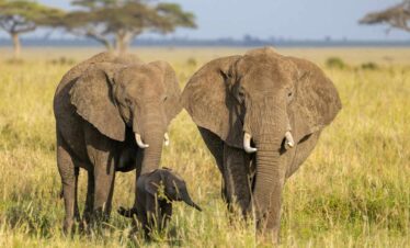 Maasai Mara Jador Travel 4