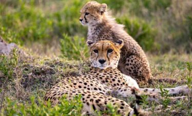 Maasai Mara Jadore Tours 7