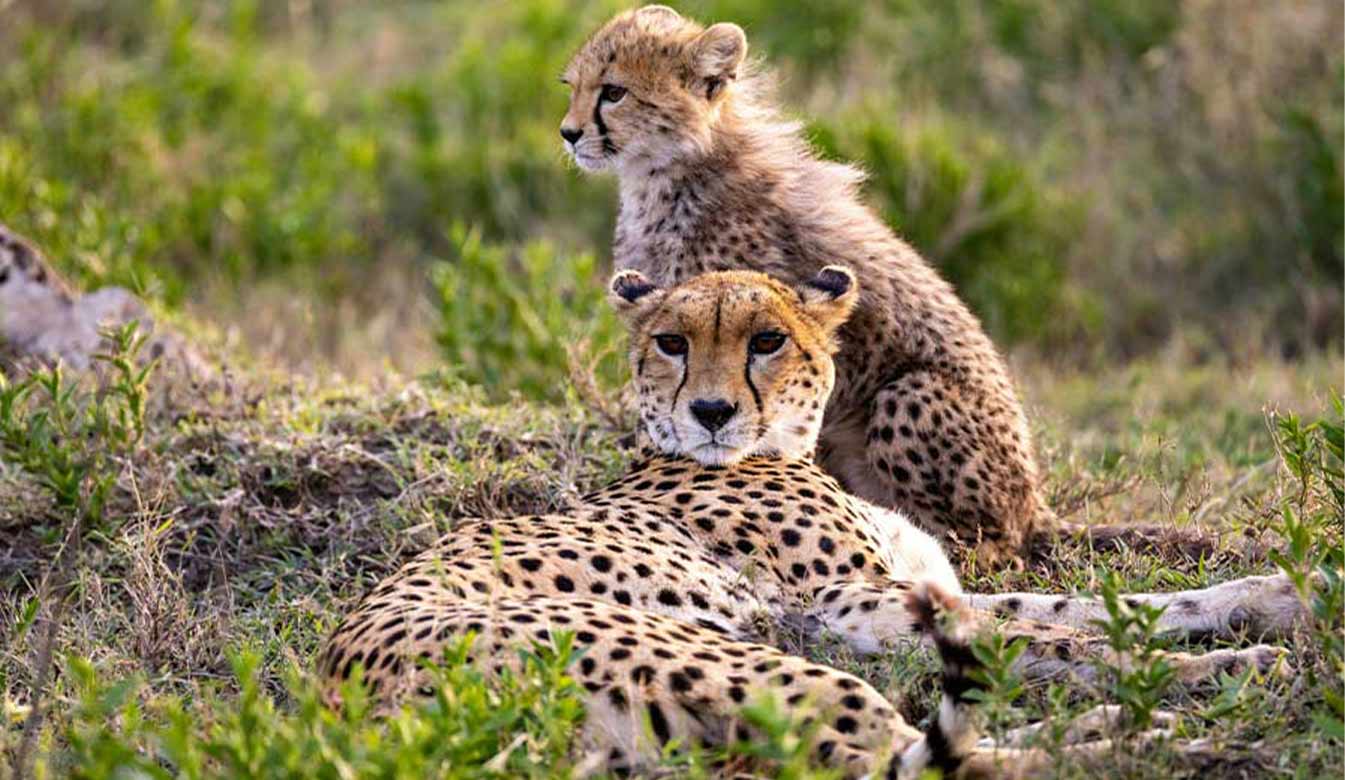 Maasai Mara Jadore Tours 7