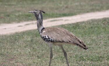 Ole Samara Jador Travel 5