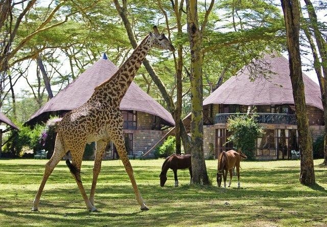 kenya